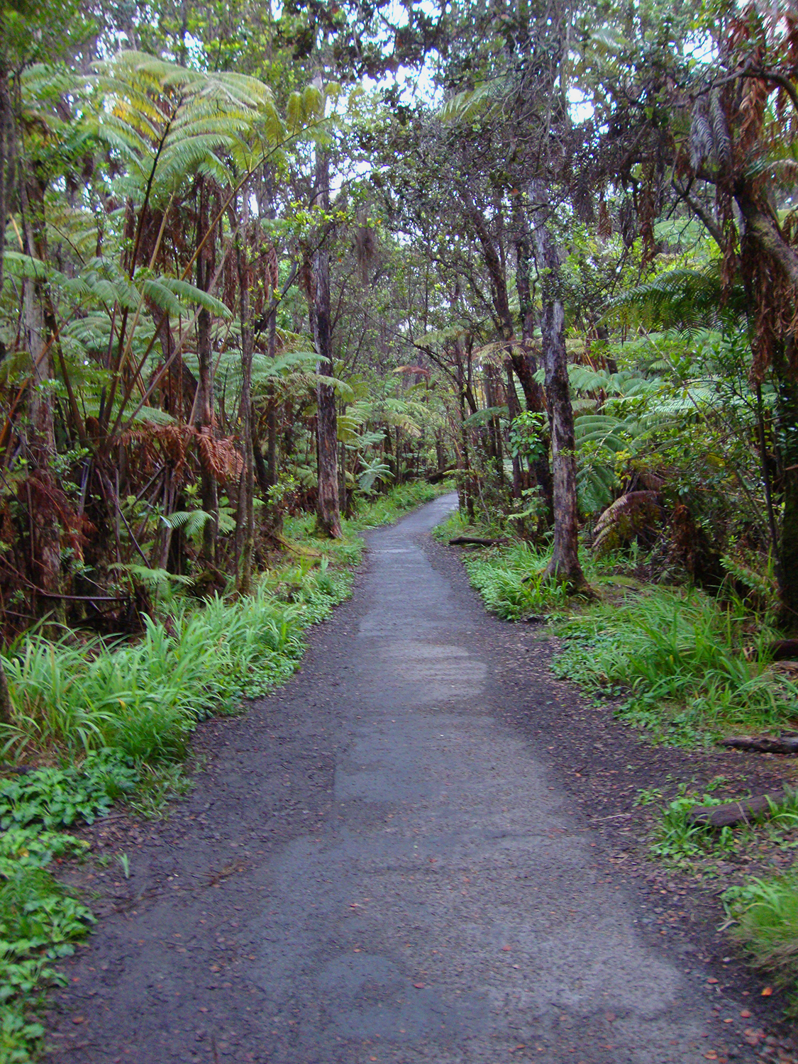 beautiful walkway through trees & shrubs