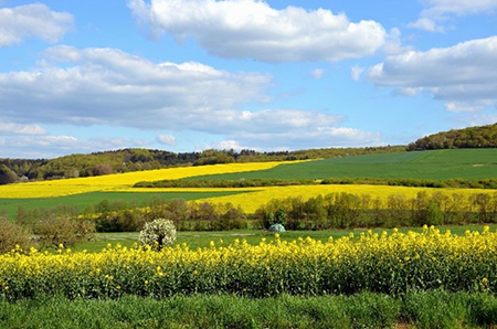 landscape of fields of green and yellow weaving up a slop and a bright blue sky with clouds