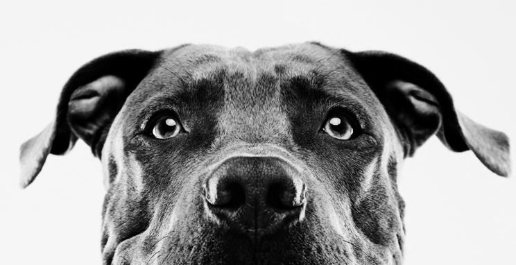 face of a bull bog staring at you