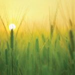 TAU-USA 119 heads of wheat rising up to the rising sun