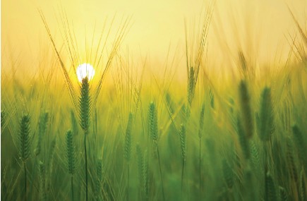 TAU-USA 119 heads of wheat rising up to the rising sun