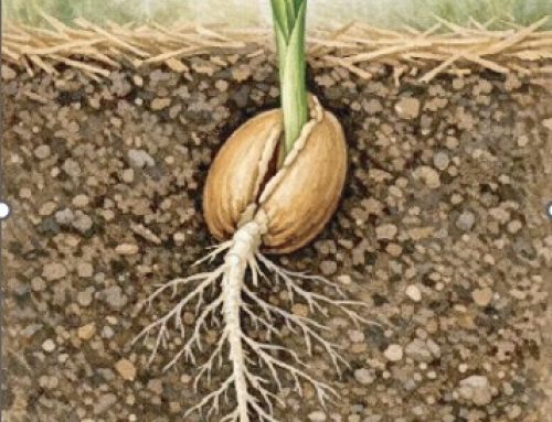 Grain of Wheat