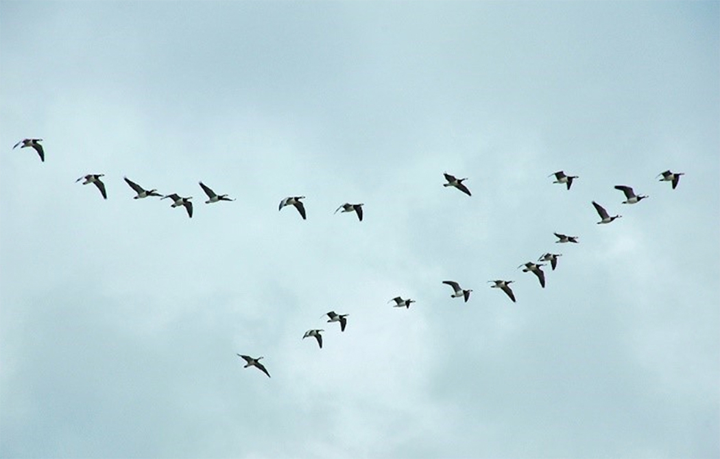 Birds flying in "V" formation behind a leader